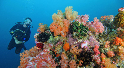 Diving Gili Asahan Lombok Dive Zone