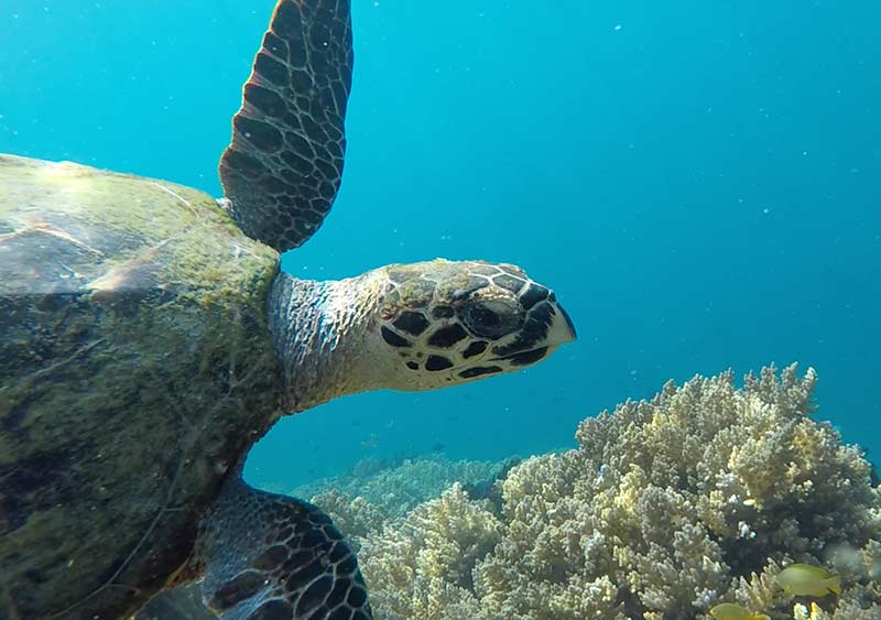 Gili Asahan Turtle Snorkeling