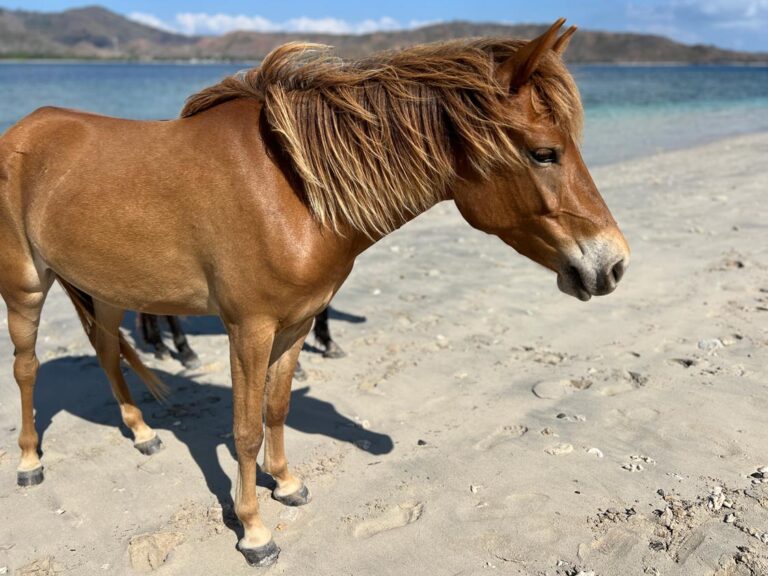 Horses of Gili Asahan Horse Walks1