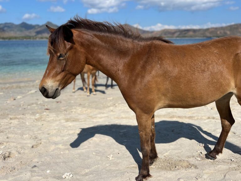 Horses of Gili Asahan Horse Walks16