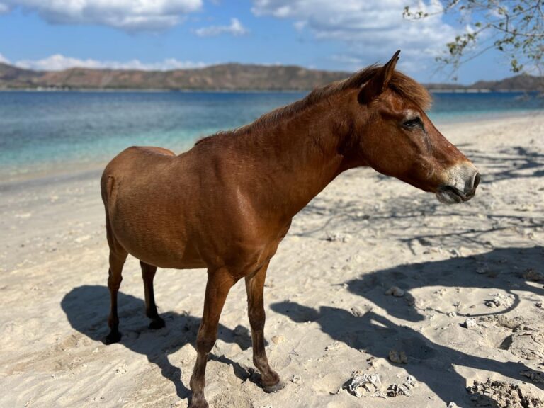 Horses of Gili Asahan Horse Walks2