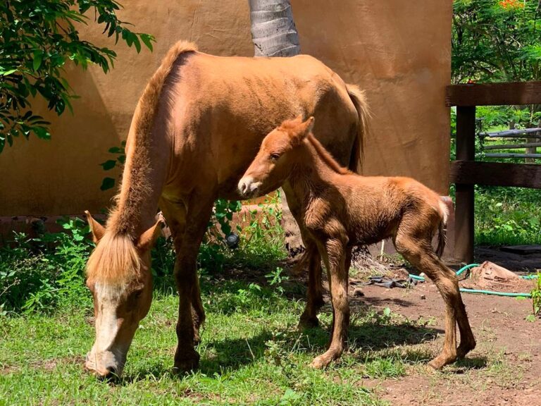 Horses of Gili Asahan Horse Walks21