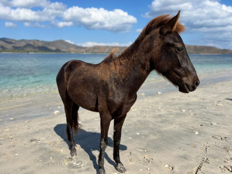 Horses of Gili Asahan Horse Walks3