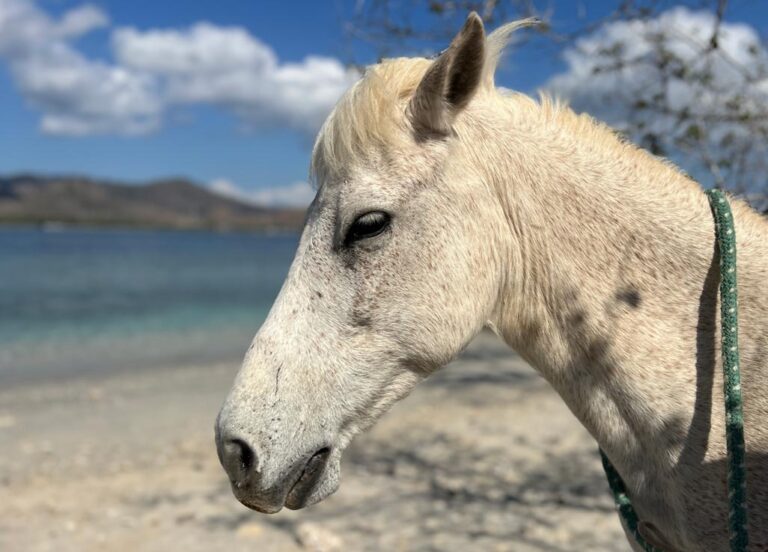 Horses of Gili Asahan Horse Walks5